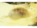 Hymenoptera Apocrita Larva. Fossil insect in Baltic amber #8467