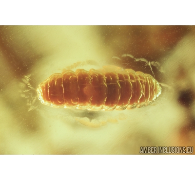 Hymenoptera Larva. Fossil insect in Baltic amber #8468