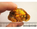 Very Interesting Unknown Fossil Inclusion, possibly  Mushroom in Baltic amber #8469