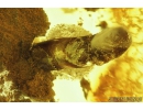 Very Interesting Unknown Fossil Inclusion, possibly  Mushroom in Baltic amber #8469