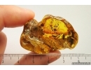 Very Interesting Unknown Fossil Inclusion, possibly  Mushroom in Baltic amber #8469