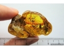 Very Interesting Unknown Fossil Inclusion, possibly  Mushroom in Baltic amber #8469