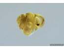 Very Nice Snail Shell, Gastropoda with Air Bubble in water. Fossil inclusion in Baltic amber #8470