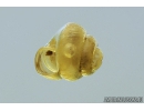 Very Nice Snail Shell, Gastropoda with Air Bubble in water. Fossil inclusion in Baltic amber #8470
