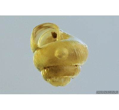 Very Nice Snail Shell, Gastropoda with Air Bubble in water. Fossil inclusion in Baltic amber #8470