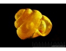 Very Nice Snail Shell, Gastropoda with Air Bubble in water. Fossil inclusion in Baltic amber #8470