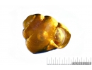 Very Nice Snail Shell, Gastropoda with Air Bubble in water. Fossil inclusion in Baltic amber #8470