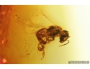 Very nice Honey Bee, Apoidea. Fossil insect in Mexican amber #8471