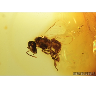 Very nice Honey Bee, Apoidea. Fossil insect in Mexican amber #8471M