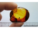 Very nice Honey Bee, Apoidea. Fossil insect in Mexican amber #8471M