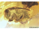 Two big honey Bees, Apoidea. Fossil insects in Baltic amber #8472