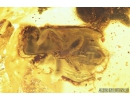 Two big honey Bees, Apoidea. Fossil insects in Baltic amber #8472
