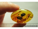 Two big honey Bees, Apoidea. Fossil insects in Baltic amber #8472