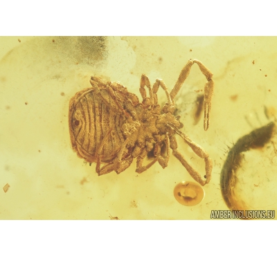 Pseudoscorpion, Ant and More. Fossil inclusions in Baltic amber #8473