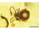 Pseudoscorpion, Ant and More. Fossil inclusions in Baltic amber #8473