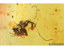 Pseudoscorpion, Ant and More. Fossil inclusions in Baltic amber #8473