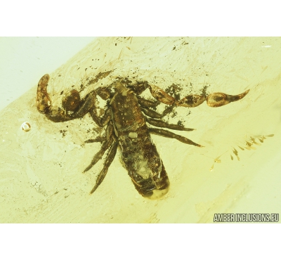 Pseudoscorpion. Fossil inclusion in Baltic amber #8474
