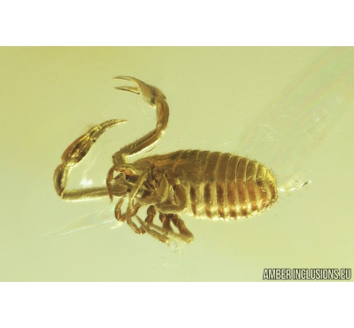 Nice Pseudoscorpion. Fossil inclusion in Baltic amber #8475