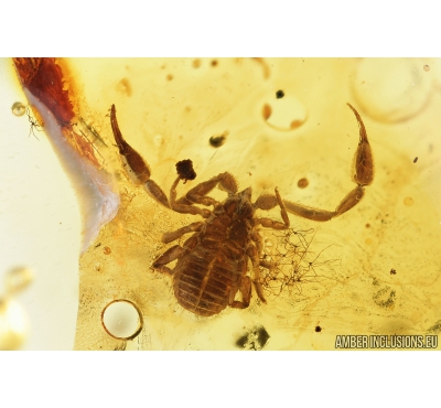 Nice Pseudoscorpion. Fossil inclusion in Baltic amber #8476