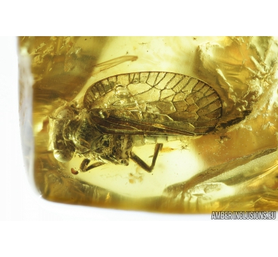 Rare Cicadina Tropiduchidae. Fossil insect in Baltic amber #8477