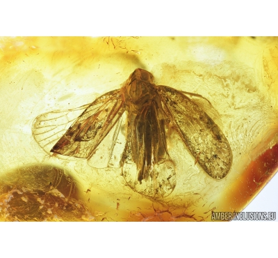 Planthopper, Cicadina. Fossil insect in Baltic amber #8478