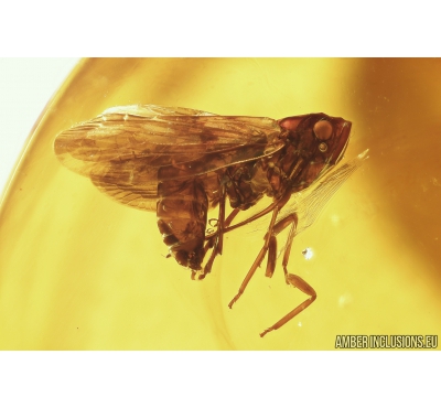Nice Planthopper, Cicadina. Fossil insect in Baltic amber #8479