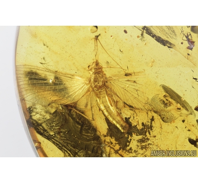 Mayfly, Ephemeroptera. Fossil insect in Baltic amber stone #8480