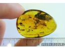 Mayfly, Ephemeroptera. Fossil insect in Baltic amber stone #8480