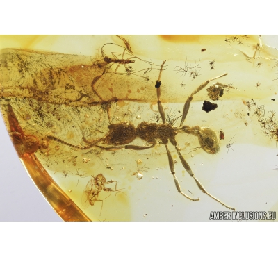 Rare Ant, Hymenoptera, Formicidae. Fossil insect in Baltic amber #8482