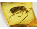 Soldier Beetle, Cantharidae. Fossil insect in Baltic amber #8484