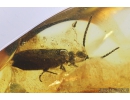 Two Rare Reticulated Beetles , Cupedidae. Fossil insects In BALTIC AMBER #8485
