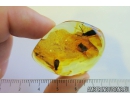 Two Rare Reticulated Beetles , Cupedidae. Fossil insects In BALTIC AMBER #8485