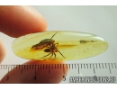 Nice, Big Jumping Spider, Salticidae. Fossil inclusion in Baltic amber #8487