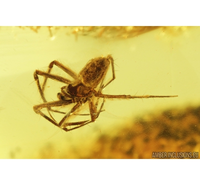 Nice Spider, Araneae. Fossil inclusion in Baltic amber stone #8488