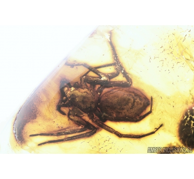 Big Spider, Araneae. Fossil inclusion in Baltic amber stone #8489
