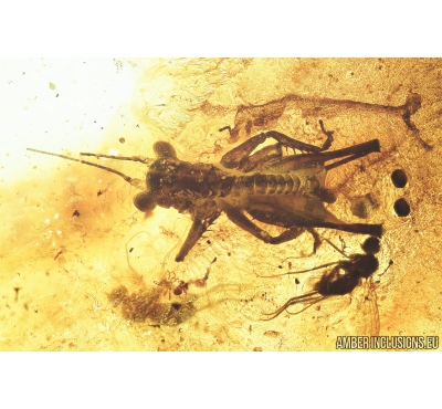 Nice Cricket, Orthoptera. Fossil insect in Baltic amber #8491