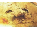 Nice Cricket, Orthoptera. Fossil insect in Baltic amber #8491