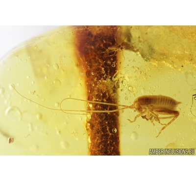 Nice Cricket, Orthoptera and More. Fossil insects in Baltic amber #8492