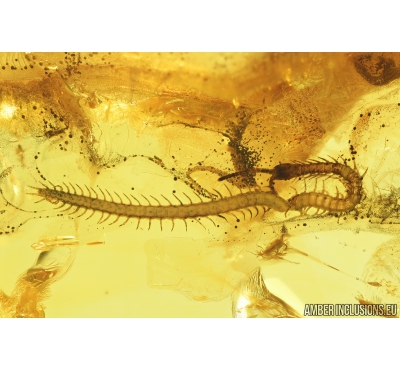 Nice Centipede, Chilopoda, Geophilidae. Fossil inclusions in Baltic amber #8493