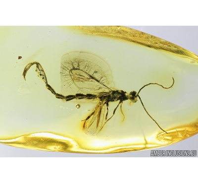 Very Rare Pelecinid Wasp, Pelecinidae. Fossil Inclusion in Baltic amber #8494
