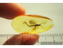Very Rare Pelecinid Wasp, Pelecinidae. Fossil Inclusion in Baltic amber #8494