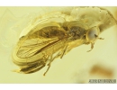 SUPERB HORSE FLY, TABANIDAE. Fossil insect in Ukrainian Rovno amber #8495R