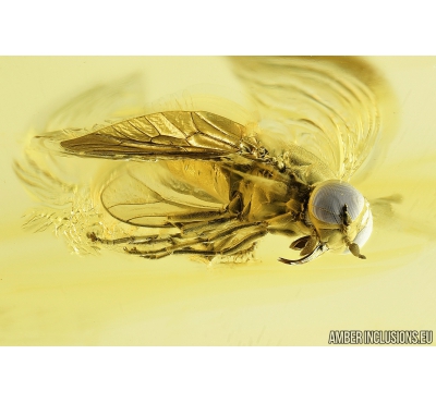 SUPERB HORSE FLY, TABANIDAE. Fossil insect in Ukrainian Rovno amber #8495