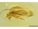 SUPERB HORSE FLY, TABANIDAE. Fossil insect in Ukrainian Rovno amber #8495R