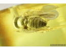 SUPERB HORSE FLY, TABANIDAE. Fossil insect in Ukrainian Rovno amber #8495R