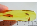 SUPERB HORSE FLY, TABANIDAE. Fossil insect in Ukrainian Rovno amber #8495R