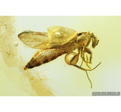 Rare March fly, Bibionidae. Fossil insect in Baltic amber #8496