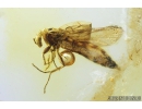 Rare March fly, Bibionidae. Fossil insect in Baltic amber #8496