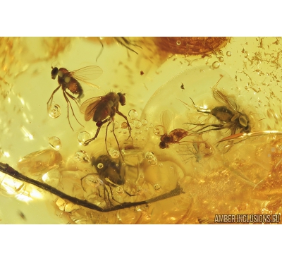Long-legged flies, Dolichopodidae. Fossil insects in Baltic amber stone #8497