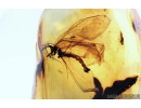 Extremely rare FISHFLY, MEGALOPTERA, CORYDALIDAE . Fossil insect in Baltic amber #8499